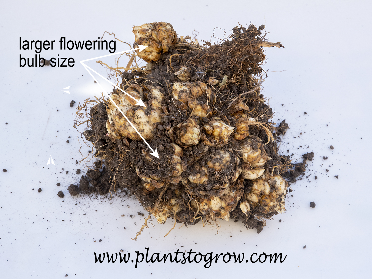 bulbsAsiatic Lily Plants To Grow Plants Database by Paul S. Drobot